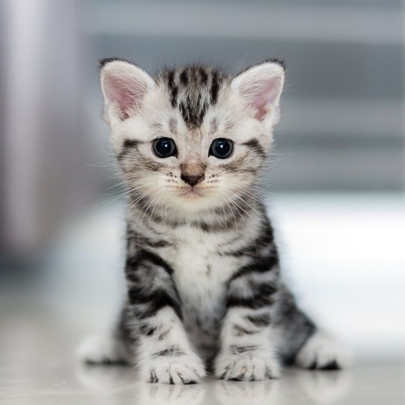 fancymeow